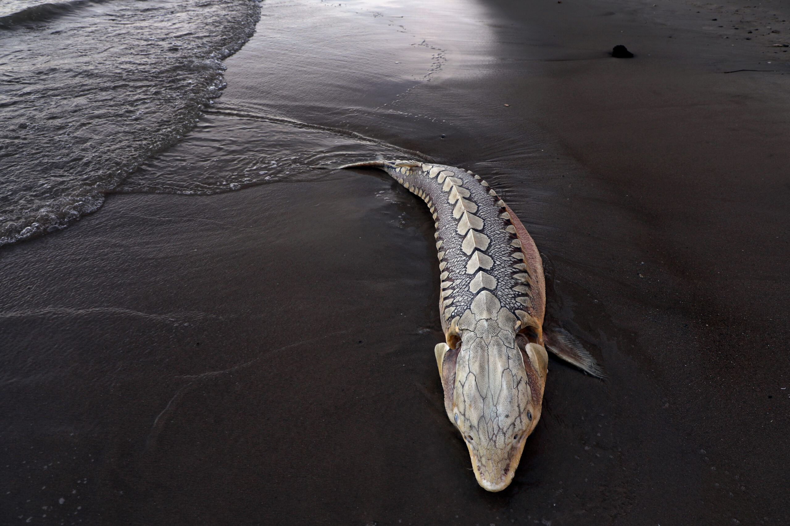 Report a Stranded, Injured, or Dead Sturgeon